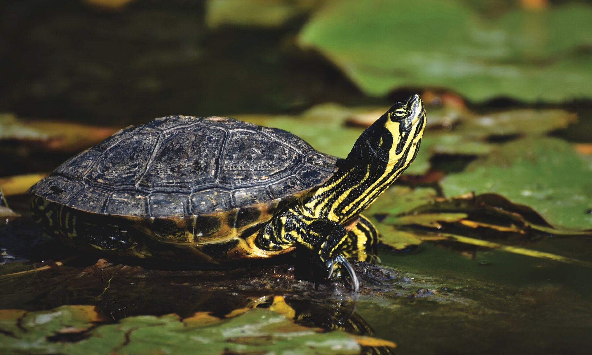 Na ilustracji jest przedstawiony żółw wodny o skórze w odcieniach zieleni i czerni.