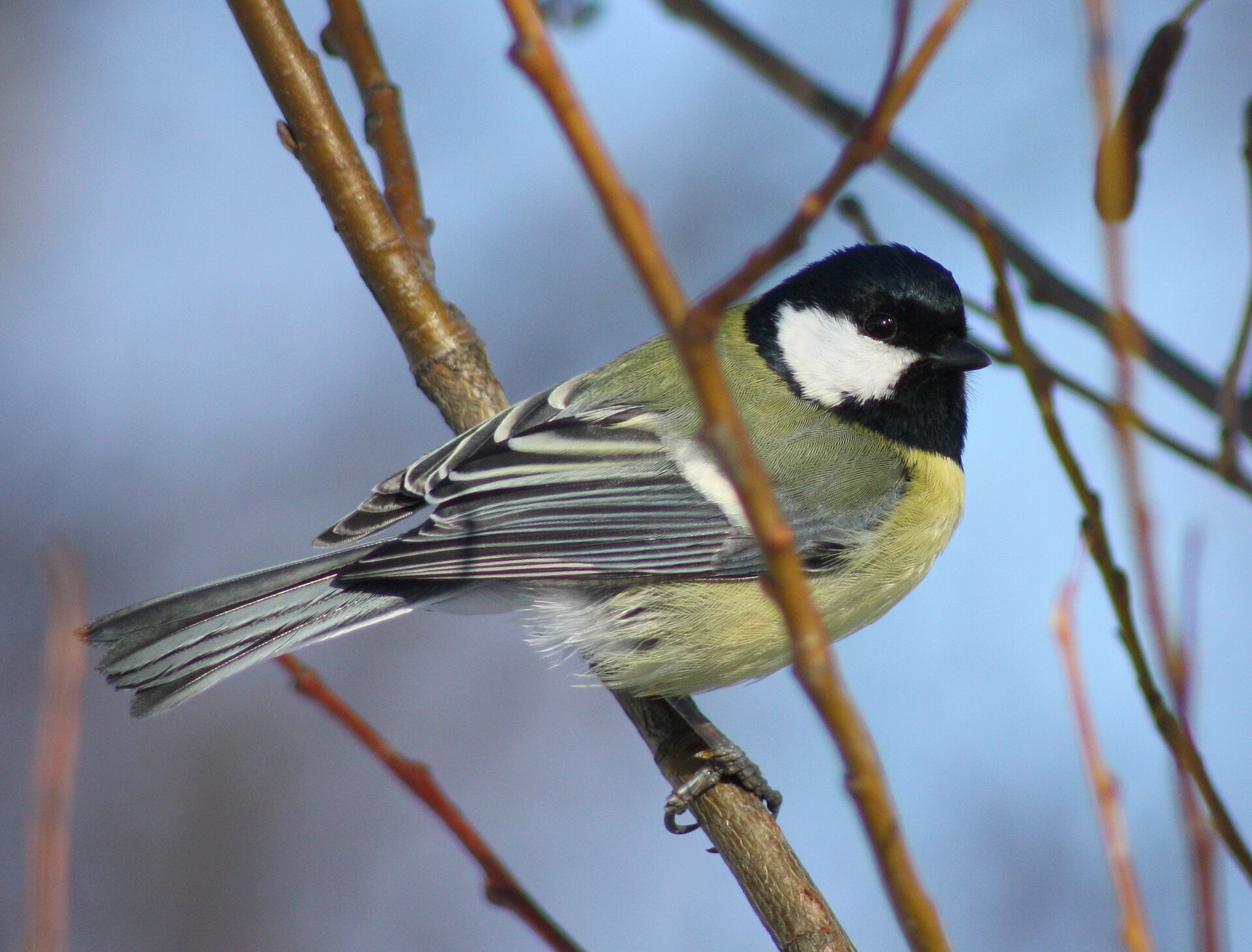 Fotografia przedstawia sikorkę, która siedzi na gałęzi. Ptak jest widoczny z profilu, a głowę ma skierowaną w prawą stronę. Głowa i dziób są czarne, brzuch żółty, a skrzydła czarno‑biało‑niebieskie. Tło jest niebieskie.