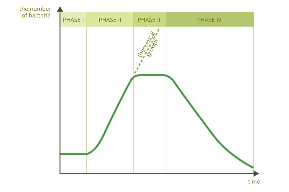 Ilustracja przedstawia wykres liniowy. Osie wykresu nie mają podziałek. Oś Y oznacza liczbę bakterii, oś X oznacza czas. Przestrzeń pomiędzy osiami jest podzielona na cztery nierówne kolumny, opisane u góry na oliwkowym tle jak fazy: od pierwszej do czwartej. Ciemnozielona linia wznosi się w fazie drugiej, stabilizuje w trzeciej i spada w czwartej. W fazie drugiej linią przerywaną zaznaczono teoretyczny wzrost.