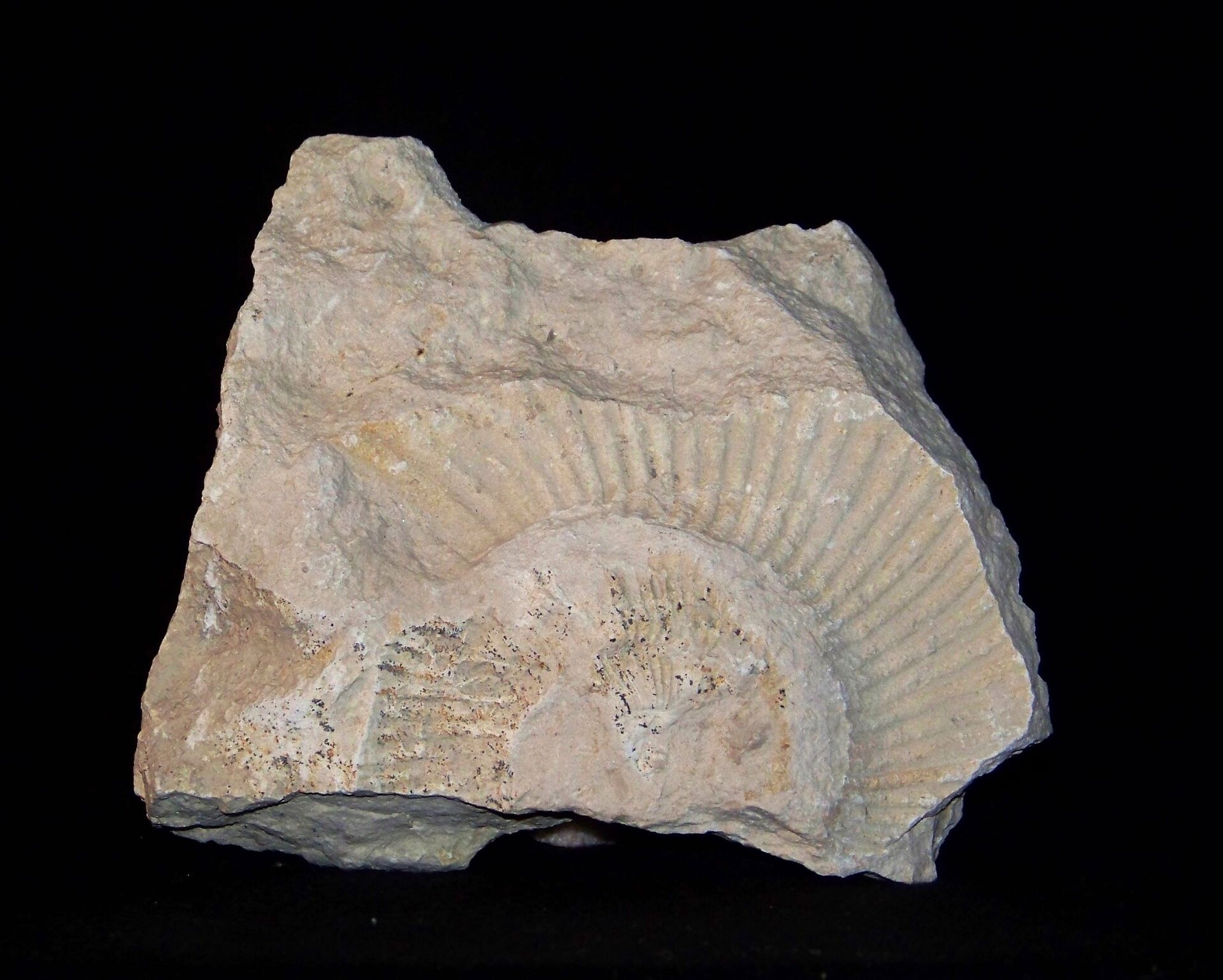 Galeria prezentuje siedem rodzajów skał osadowych. Pierwsza fotografia, to biały wapień z odciskiem muszli amonita.