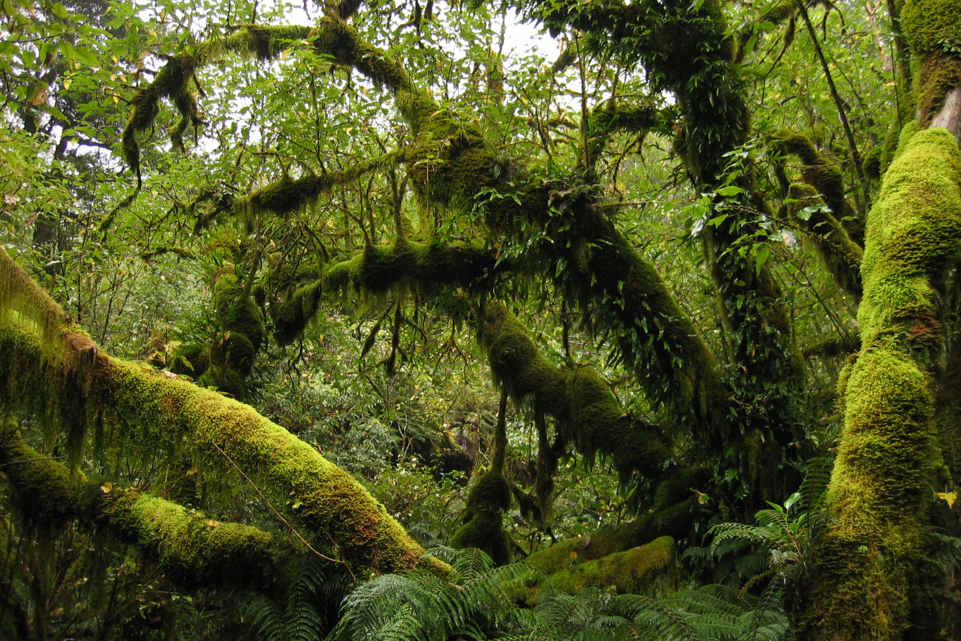 Fotografia przedstawiająca gęsty las deszczowy. Pnie drzew szczelnie porośnięte mchami.