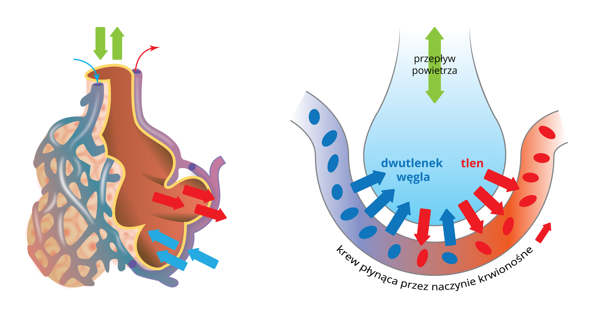 Ilustracja przedstawia dwie grafiki. Ta po lewej stronie ukazuje grono pęcherzyka płucnego, oplecione siecią naczyń włosowatych. Znajdujące się nad pęcherzykiem, skierowane w górę i w dół dwie zielone strzałki wskazują, miejsce gdzie powietrze wpływa do pęcherzyka i skąd z niego wypływa. Niebieskie strzałki prowadzące od naczyń włosowatych do pęcherzyka pokazują przechodzenie dwutlenku węgla z naczyń włosowatych do wnętrza pęcherzyków. Czerwone strzałki ukazują odwrotny kierunek, czyli przechodzenie tlenu z pęcherzyków do naczyń włosowatych. Druga grafika, która znajduje się po prawej stronie, przedstawia szczegółowy schemat przechodzenia tlenu i dwutlenku węgla przez nabłonek pęcherzyka płucnego. Pęcherzyk płucny przypomina balonik z wylotem u góry. Od spodu okala go naczynie krwionośne. U wylotu pęcherzyka znajduje się zielona strzałka z grotem na obu końcach pokazująca, że w tym miejscu zachodzi przepływ powietrza w obu kierunkach. Pomiędzy pęcherzykiem a naczyniem krwionośnym znajdują się strzałki pokazujące drogę tlenu i dwutlenku węgla. Tlen wędruje z pęcherzyka do krwi, a dwutlenek węgla z krwi do pęcherzyka. Krew docierająca do pęcherzyka jest odtlenowana i zawiera duże ilości dwutlenku węgla, a krew wypływająca z niego jest natlenowana oraz nie posiada dwutlenku węgla.