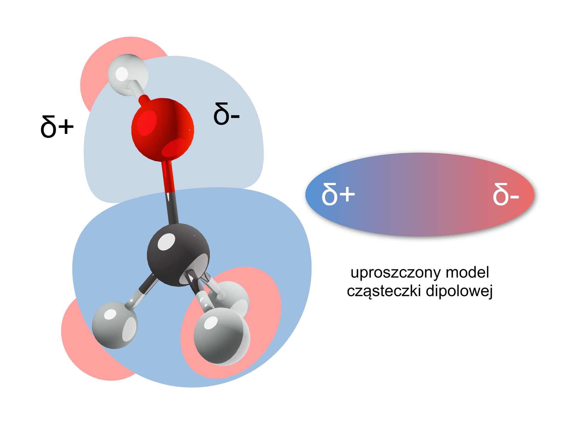 Na ilustracji jest cząsteczka alkoholu przedstawiona jako dipol. W grupie OH po lewej stronie zaznaczono delta plus, po prawej delta minus. Uproszczony model przedstawiony jest w postaci elipsy: po lewej stronie jest kolor niebieski oznaczony jako delta plus, po przeciwnej elipsa ma kolor jasnoczerwony - delta minus. 