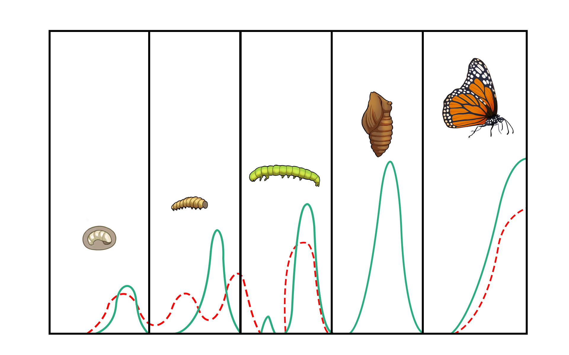 Na ilustracji są kolejne fazy przeobrażania motyla - od larwy aż po imago. Pod stadiami rozwoju są dwie sinusoidalne krzywe - zielona i czerwona przerywana. Przerywana biegnie nieco poniżej zielonej. Krzywe wznoszą się w kolejnych stadiach rozwoju. Brak przerywanej krzywej czerwonej pod rysunkiem poczwarki.  
