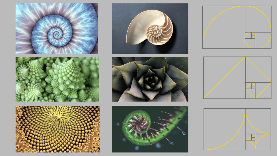 Na zdjęciu zamieszczonych zostało sześć zdjęć. Cztery przedstawiają rośliny a dwa muszle. Ich budowa jest zgodna z zasadami złotych proporcji. Obok wykresy, potwierdzające ich idealne kształty.