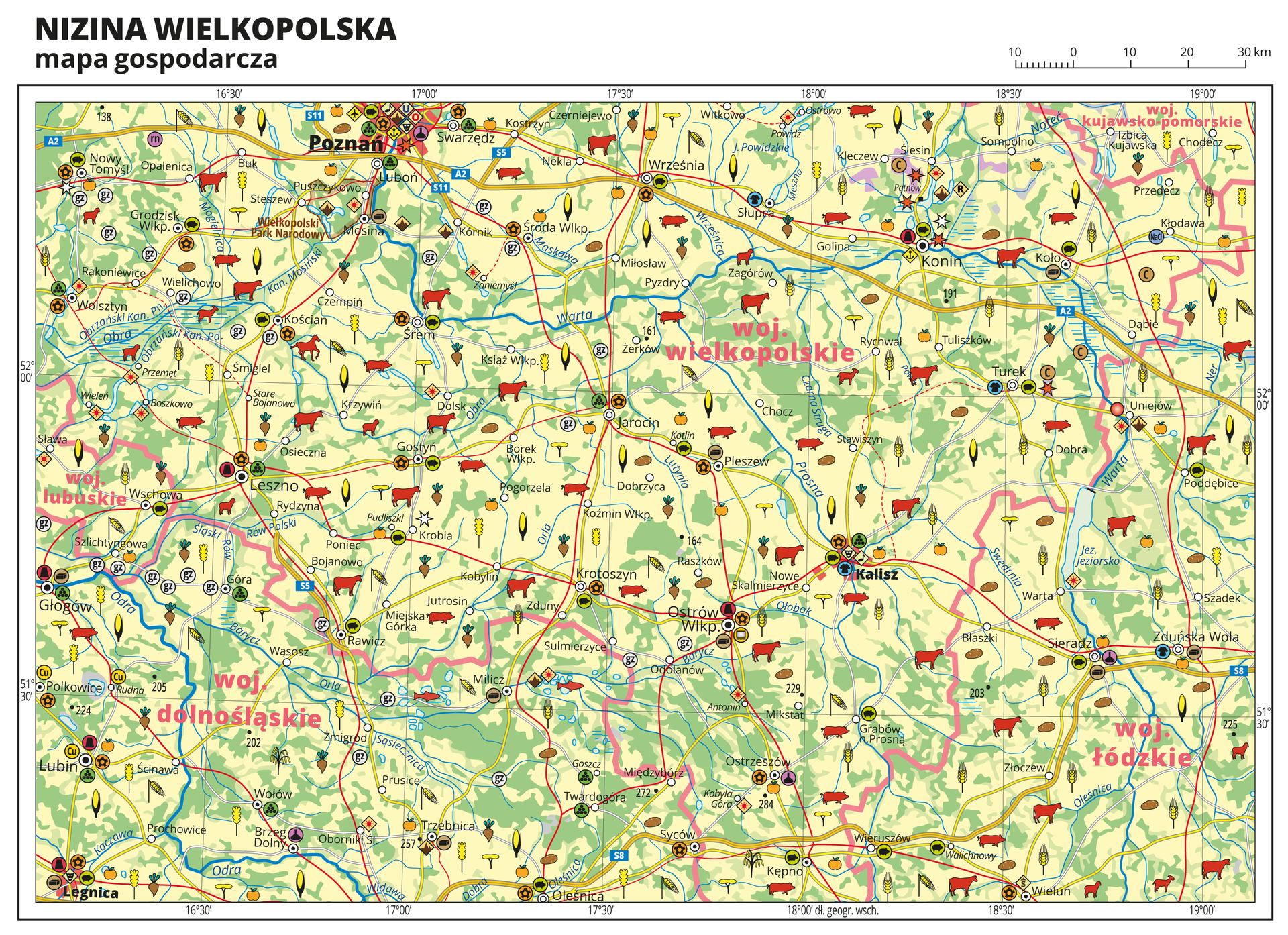 Ilustracja przedstawia mapę gospodarczą Niziny Wielkopolskiej. Tło mapy w kolorze żółtym (grunty orne), jasnozielonym (łąki i pastwiska) i zielonym (lasy). Na mapie sygnatury obrazujące uprawy poszczególnych roślin, hodowlę zwierząt, przemysł, górnictwo i energetykę, komunikację, turystykę, naukę, kulturę i sztukę. Mapa obejmuje tereny Polski od granicy z Niemcami na zachodzie po Toruń i Włocławek na wschodzie, na północy sięgając Bydgoszczy, a na południu Leszna. Największe zagęszczenie sygnatur w Poznaniu, Kaliszu i Legnicy. Duże zagęszczenie sygnatur w Koninie, Ostrowie Wielkopolskim, Sieradzu, Lesznie i Lubinie. Na mapie przedstawiono sieć dróg i kolei, porty wodne i lotnicze, granice województw, granicę państwa. Opisano województwa wielkopolskie, kujawsko-pomorskie, łódzkie, dolnośląskie i lubuskie. Opisano Niemcy. Mapa zawiera południki i równoleżniki, dookoła mapy w białej ramce opisano współrzędne geograficzne co trzydzieści minut.