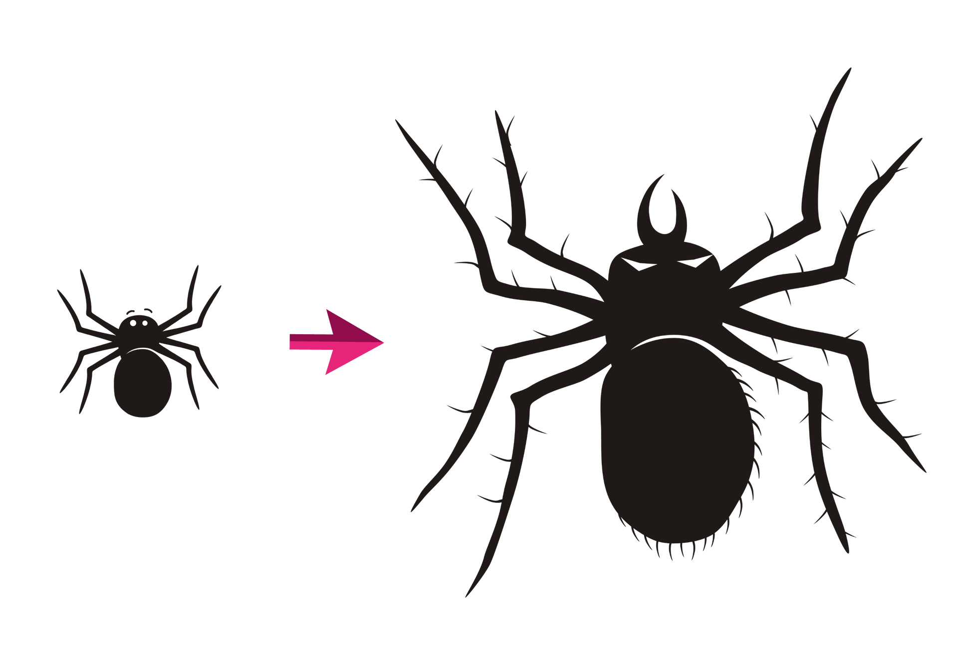 Ilustracja przedstawia dwa czarne pająki - jeden jest mały, a drugi duży i włochaty. Od małego pająka prowadzi strzałka do dużego.