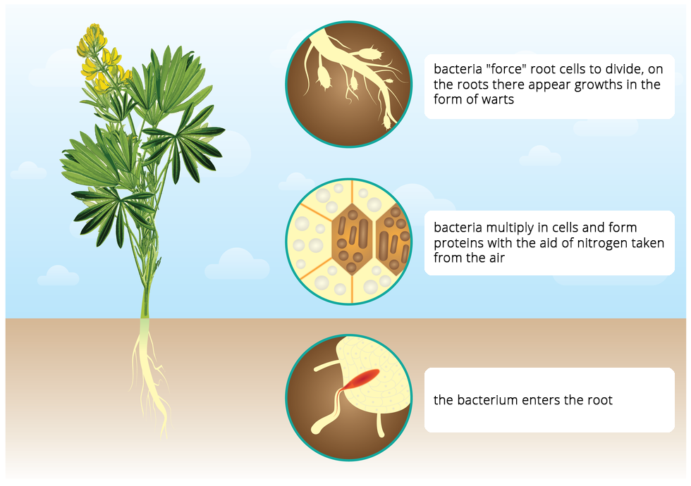 Ilustracja przedstawia po lewej roślinę łubinu z zielonymi liśćmi, żółtymi kwiatami i białymi korzeniami. Po prawej w pionie są trzy koła z opisami. U góry na brązowym tle narysowano biały fragment korzenia ze zgrubieniami. Są to tak zwane brodawki, w których żyją bakterie. Środkowe koło przedstawia wielokątne, pomarańczowe komórki korzenia, w dwóch z nich znajdują się szaro brązowe bakterie brodawkowe. Pobierają one azot z powietrza i budują z niego białka. Dolne kółko przedstawia na brązowym tle biały fragment korzenia, do którego wnika czerwona, podłużna bakteria