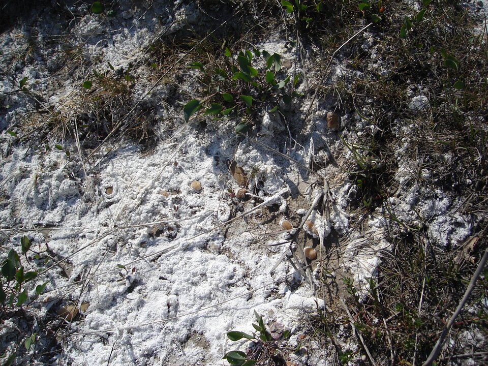 Zdjęcie przedstawia powierzchnię terenu pokrytą białym osadem - warstwą soli. Na powierzchni gdzieniegdzie rosną niskie rośliny.  