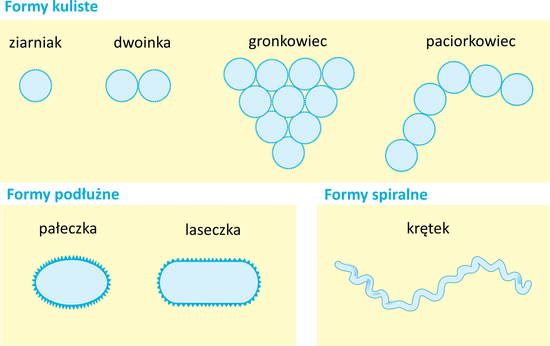 Ilustracja przedstawia trzy prostokątne, żółte plansze z błękitnymi rysunkami bakterii. U góry znajdują się formy kuliste. Występują pojedynczo - ziarniak, jedna niebieska kula, lub grupowo: dwoinka, dwie połączone niebieskie kule, gronkowiec, połączone niebieskie kule tworzące trójkąt i paciorkowiec, połączone ze sobą niebieskie kule, tworzące literę L. Poniżej ukazano formy podłużne: pałeczkę, w kształcie niebieskiego owalu, i laseczkę, w kształcie walca. Po prawej znajduje się krętek - przedstawiciel form spiralnych bakterii.
