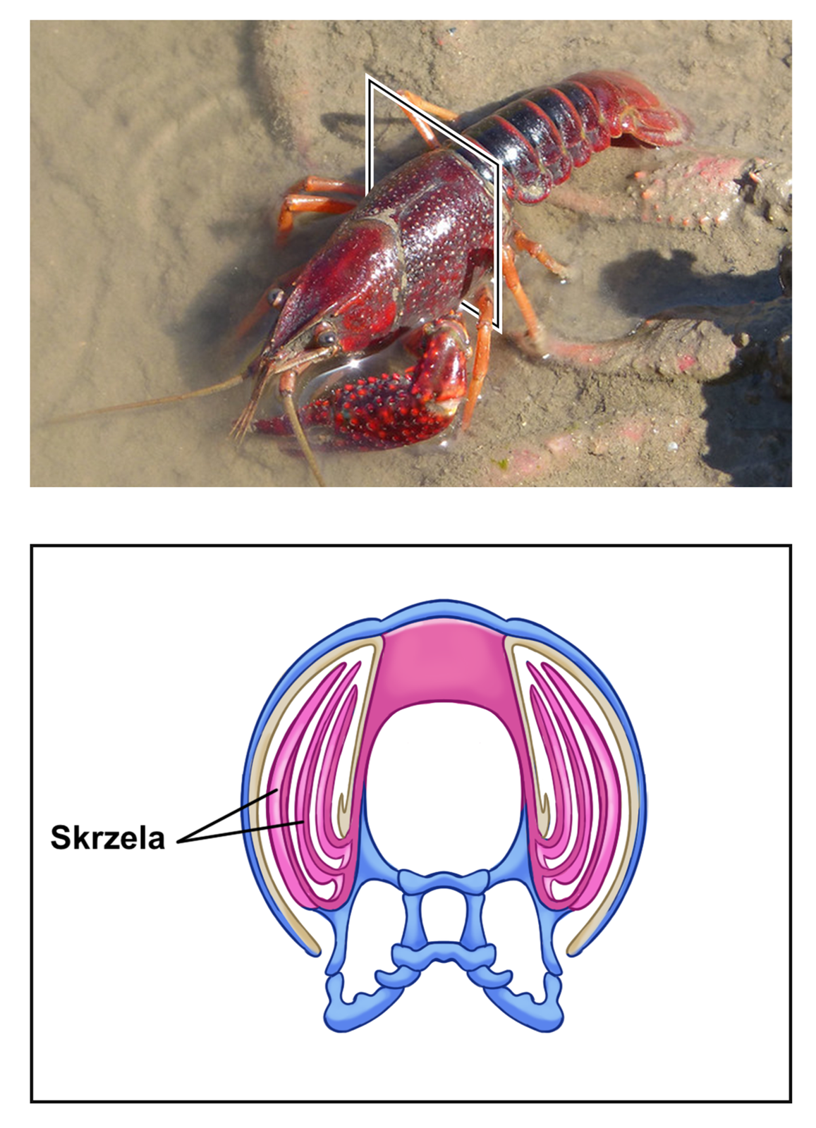 Zdjęcie przedstawia raka z zaznaczonymi miejscami, gdzie znajdują się skrzela. Rak ma czerwoną barwę, posiada cztery pary cienkich odnóży rozchodzących się na boki. Z przodu posiada parę masywnych szczypiec oraz głowę z parą oczu na słupkach. Na przodzie głowy znajdują się także dwie pary czułków: pierwsze krótkie, drugie długie. Z tyłu widoczny jest długi, segmentowaty odwłok zbudowany z fragmentów pancerza. Miejsce, gdzie występują skrzela znajdują się pod tułowiem na bokach części brzusznej. Poniżej zdjęcia raka znajduje się ilustracja, która przedstawia skrzela wewnętrzne w przekroju. Niebieską barwą oznaczona jest skóra, która chroni od zewnątrz ciało stawonoga. Skrzela wewnętrzne zaczynają się w dolnej części ciała, są cienkie, wygięte w górę warstwy równoległe do siebie. Przestrzeń między nimi ma księżycowaty kształt.