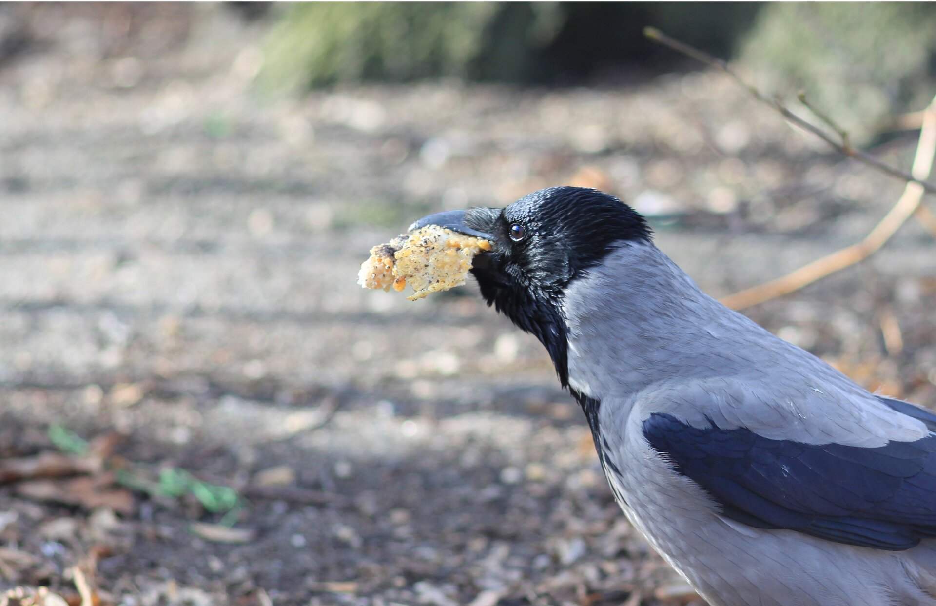 Na zdjęciu znajduje się ptak z kawałkiem pieczywa w dziobie. Ma czarną głowę i skrzydło oraz szary tułów. W tle widoczna ściółka leśna i gałęzie.
