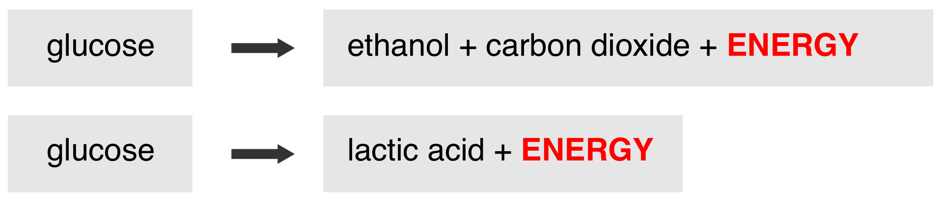 Schemat przedstawia dwa rodzaje fermentacji: mlekowej i etylowej. W wyniku fermentacji etylowej z glukozy, glucose powstają etanol, ethanol, dwutlenek węgla, carbon dioxide oraz energia, energy. W wyniku fermentacji mlekowej z glukozy, glucose powstają kwas mlekowy, lactic acid oraz energia, energy. 