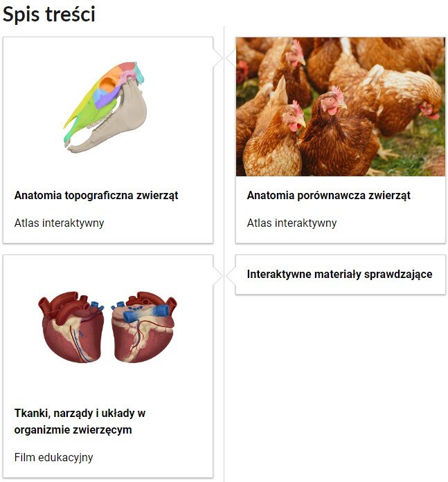 Grafika przedstawia spis treści tej lekcji. Przedstawiono cztery kafelki. Na trzech z nich umieszczono tytuł materiału, jego rodzaj oraz ilustrację powiązaną z jego tematem. Na ostatnim kafelku umieszczono jedynie rodzaj materiału. Pierwszy kafelek zatytułowano: Anatomia topograficzna zwierząt. Atlas interaktywny. Posiada on ilustrację przedstawiającą czaszkę zwierzęcia, której poszczególne elementy zaznaczone są różnymi kolorami. Drugi kafelek zatytułowano: Anatomia porównawcza zwierząt. Atlas interaktywny. Posiada on ilustrację przedstawiającą stado kur. Trzeci kafelek zatytułowano: Tkanki, narządy i układy w organizmie zwierzęcym. Film edukacyjny. Posiada on ilustrację przedstawiającą dwa serca zwierzęce – widziane z przodu i z tyłu. Czwarty kafelek zatytułowano: Interaktywne materiały sprawdzające. 