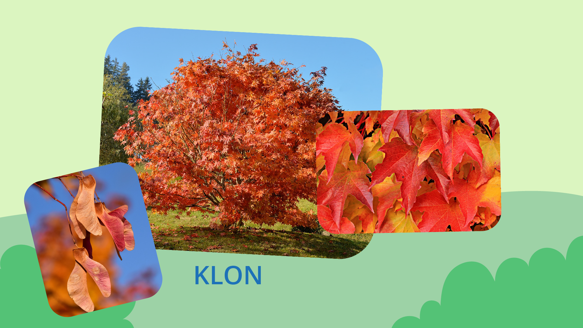 Na grafice znajdują się trzy zdjęcia. Największe, znajdujące się w centralnej części, przedstawia rozłożyste drzewo, o pomarańczowo‑czerwonej koronie - to jesienny klon. Na zdjęciu z prawej strony przedstawione są liście tego drzewa, zaś z lewej strony - jego owoce zwane pospolicie noskami. 