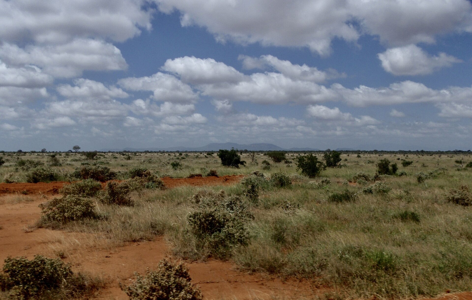 Na zdjęciu pomarańczowa gleba porośnięta skąpą trawą i krzewami.