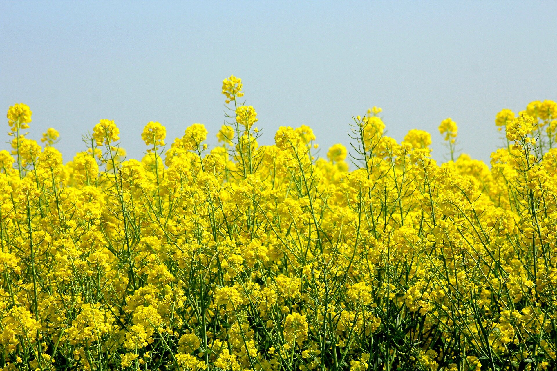 Zdjęcie ukazuje pole pokryte roślinami o długich zielonych łodygach, na których gęsto rosną intensywnie żółte, drobne kwiaty. 