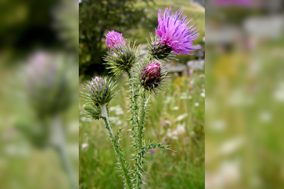 Fotografia przedstawia w zbliżeniu wzniesiony pęd ostu. Kwiaty zebrane półkuliste koszyczki z licznych fioletowych rurek.  Na łodydze, liściach i koszyczku kwiatowym znajdują się liczne kolce. 