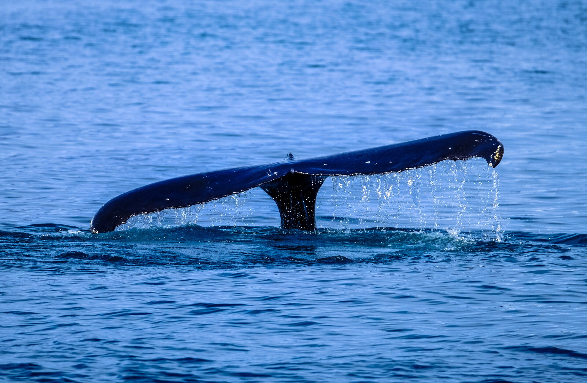 Zdjęcie przedstawia wynurzony nieco nad powierzchnię oceanu ogon wieloryba. 