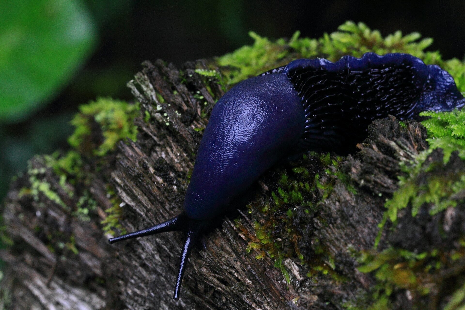 Na planszy widoczny jest Pomrów błękitny. Ma on pociągłe, ciemno‑niebieskie ciało. Na nodze znajdują się podłużne pręgi. Głowa jest niewielka, zwężona z długimi, cienkimi czułkami. Ślimak znajduje się na kawałku brązowego drewna, porośniętego zielonym mchem.