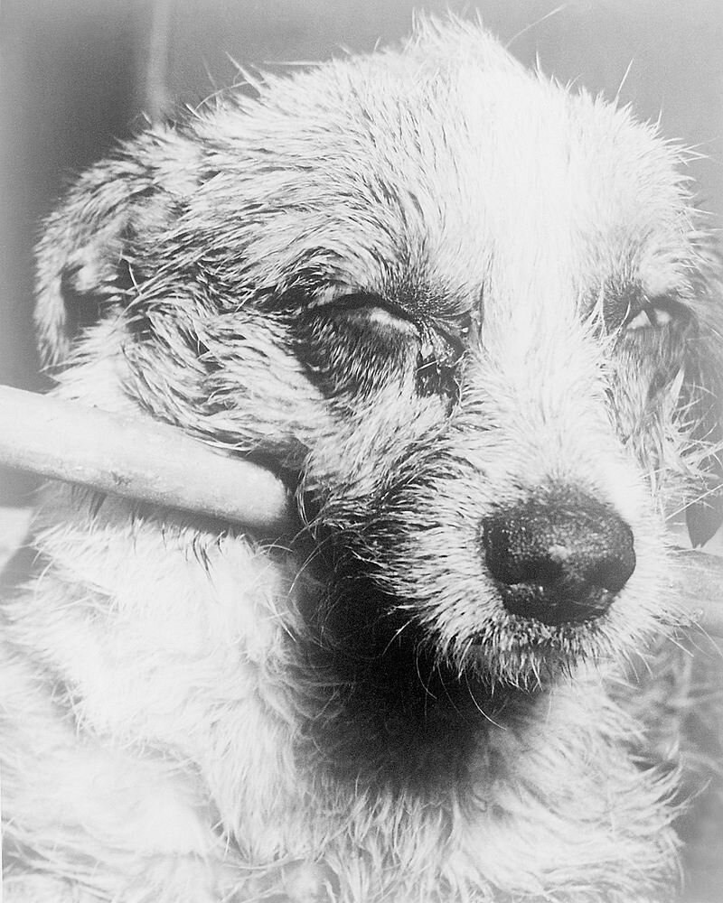 Zdjęcie ukazuje głowę psa. Pies ma przymrużone oczy, jakby raziło go światło, ma mokrą sierść na pysku. W pysku trzyma patyk. 