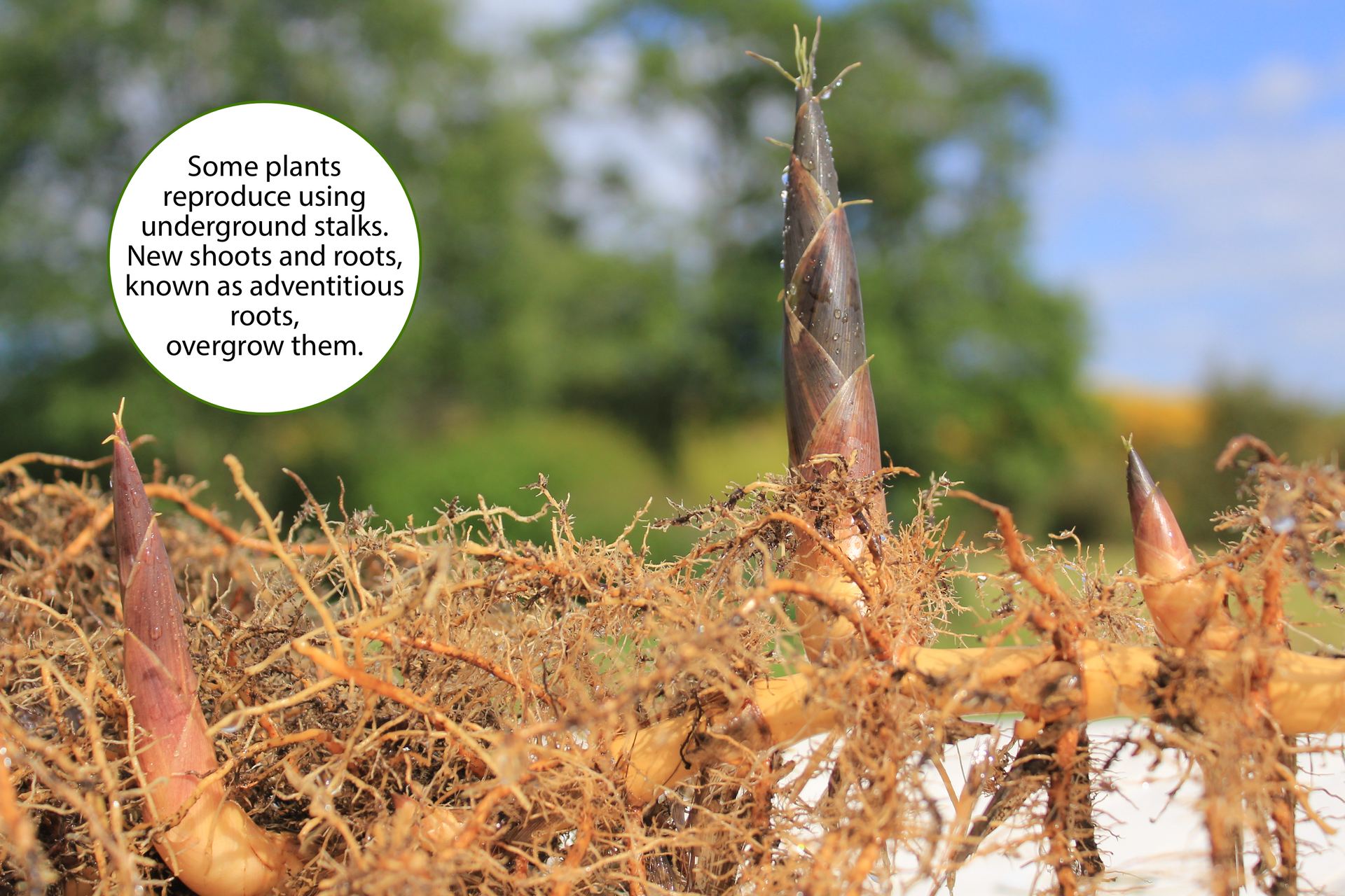 Fotografia przedstawiająca roślinę, która rozmnaża się za pomocą podziemnych łodyg. Są ukazane jasno brązowe korzenie tej rośliny oraz trzy wystające szpiczaste pątki. Na fotografii w lewym górnym rogu jest chmura z podpisem:
Some plants reproduce using underground stalks. New shoots and roots, known as adventitious
roots, overgrow them.