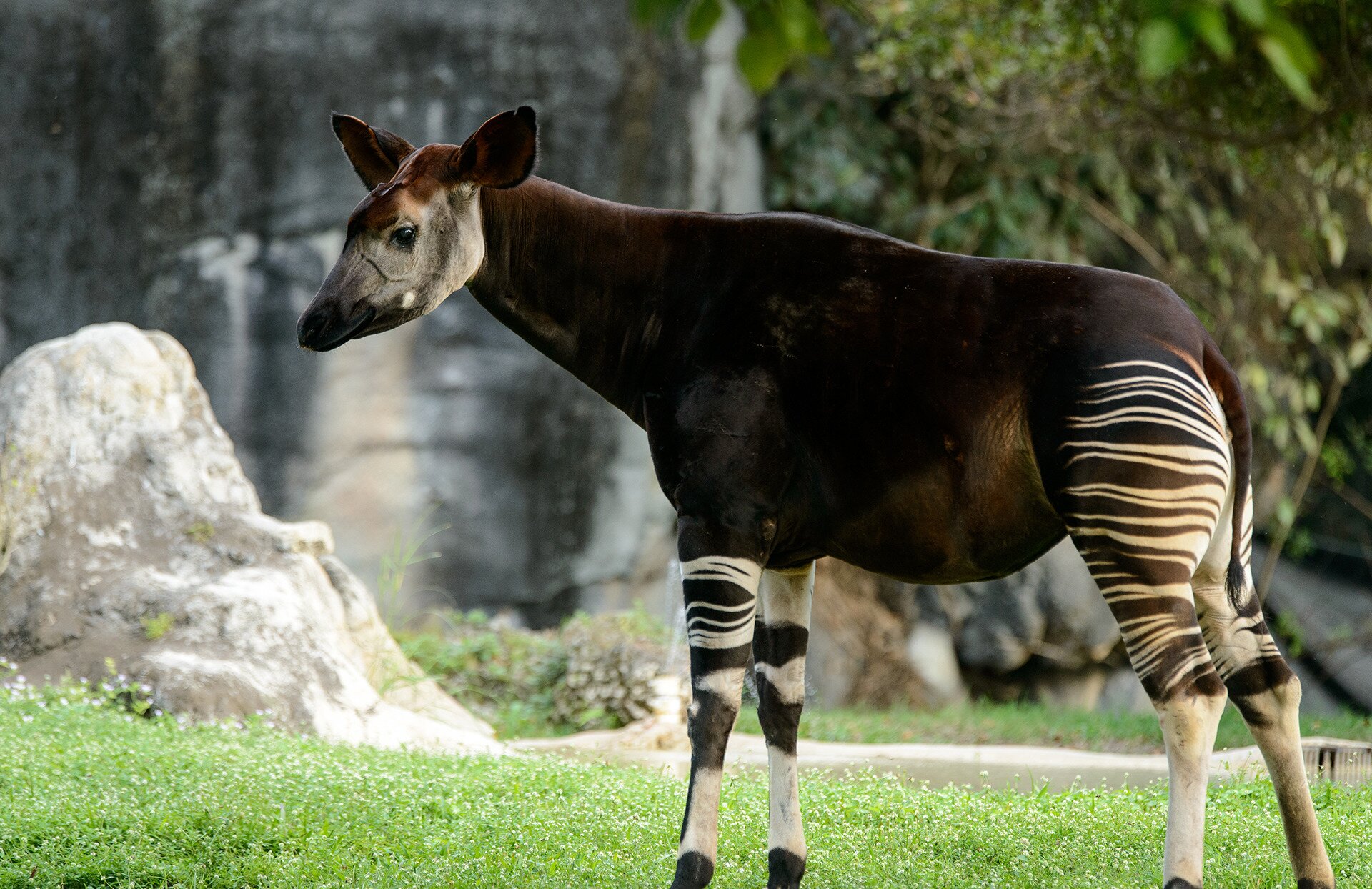 Fotografia barwna przedstawiająca okapi. Jest to zwierzę kopytne o ciemnym, brązowym umaszczeniu. Tylne nogi od kopyt do końca ud są w paski, podobnie przednie nogi okapi są paskowane w środkowej części. Okapi ma mały ogon i stosunkowo niewielką głowę z jaśniejszym pyskiem i sterczącymi na boki uszami.