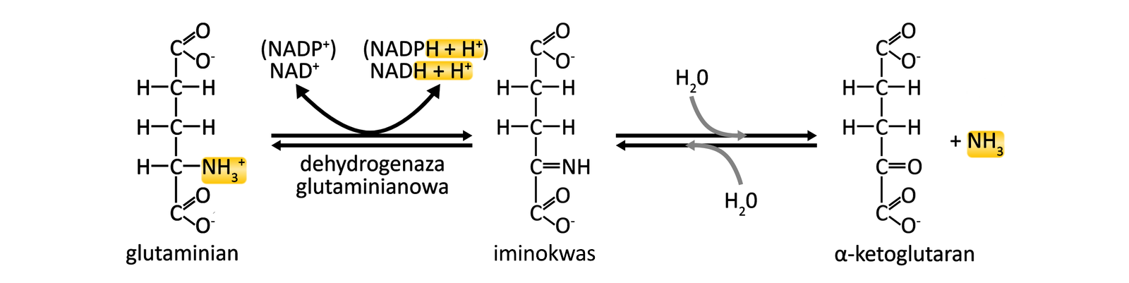 Grafika przedstawia proces deaminacji glutaminianu przy udziale dehydrogenazy glutaminianowej. Z glutaminy w wyniku dehydrogenazy glutaminianowej z udziałem NAD indeks górny plus przechodzącego w NADH+H indeks górny plus powstaje iminokwas. Następnie w wyniku hydratacji wytwarzany jest alfa-ketoglutaran z wydzieleniem N H indeks dolny 3. Wszystkie reakcje są odwracalne.
