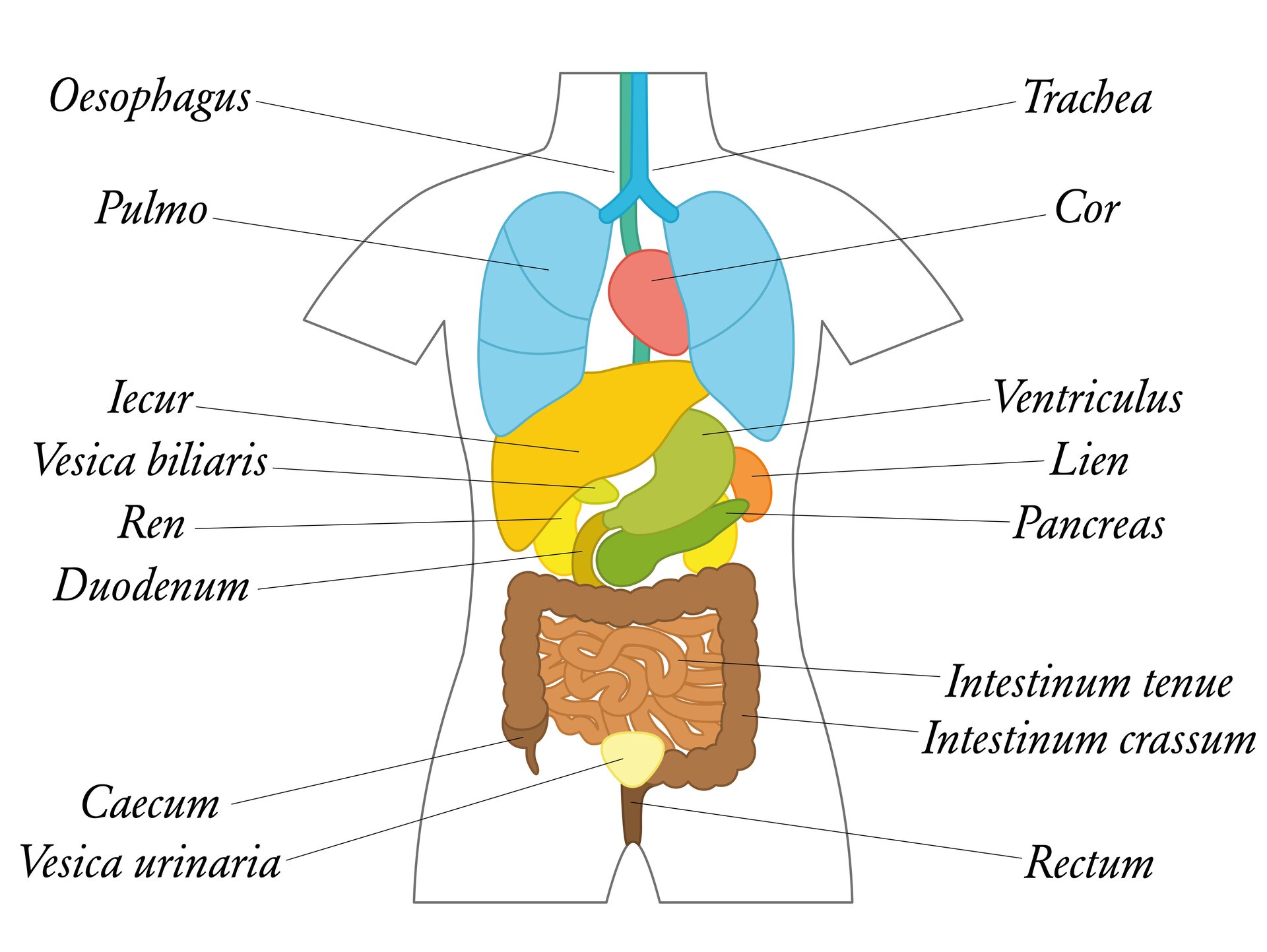 Ilustracja nieznanego autora przedstawia przekrój ciała ludzkiego. Zaznaczone zostały następujące organy: przełyk, tchawica, płuca, serce, wątroba, śledziona, żołądek,  dwunastnica, woreczek żółciowy, jelito grube, jelito cienkie, ślepa kiszka, odbyt, pęcherz moczowy.