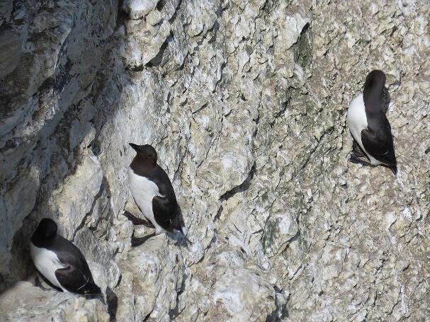 Na zdjęciu trzy czarno‑białe ptaki na skałach. Mają czarne dzioby, grzbiety, skrzydła i nogi. Brzuch w kolorze białym.