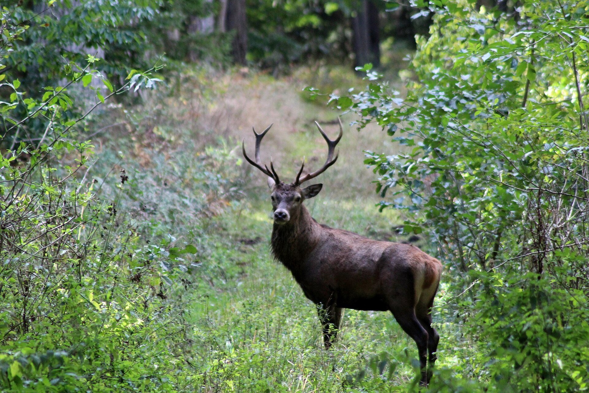 Na planszy widoczny jest jeleń w zielonym lesie. Ma ciemno‑brązowe ubarwienie, podłużne, szczupłe odnóża, masywny tułów, szeroką szyję oraz głowę z pociągłymi uszami i dużym, rozłożystym porożem.