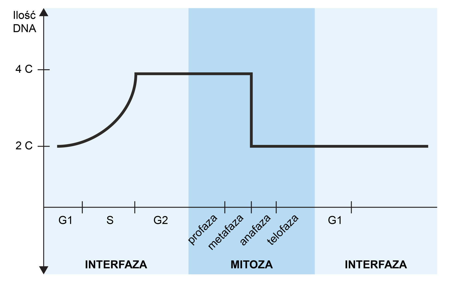 Wykres interfazy, mitozy i interfazy.