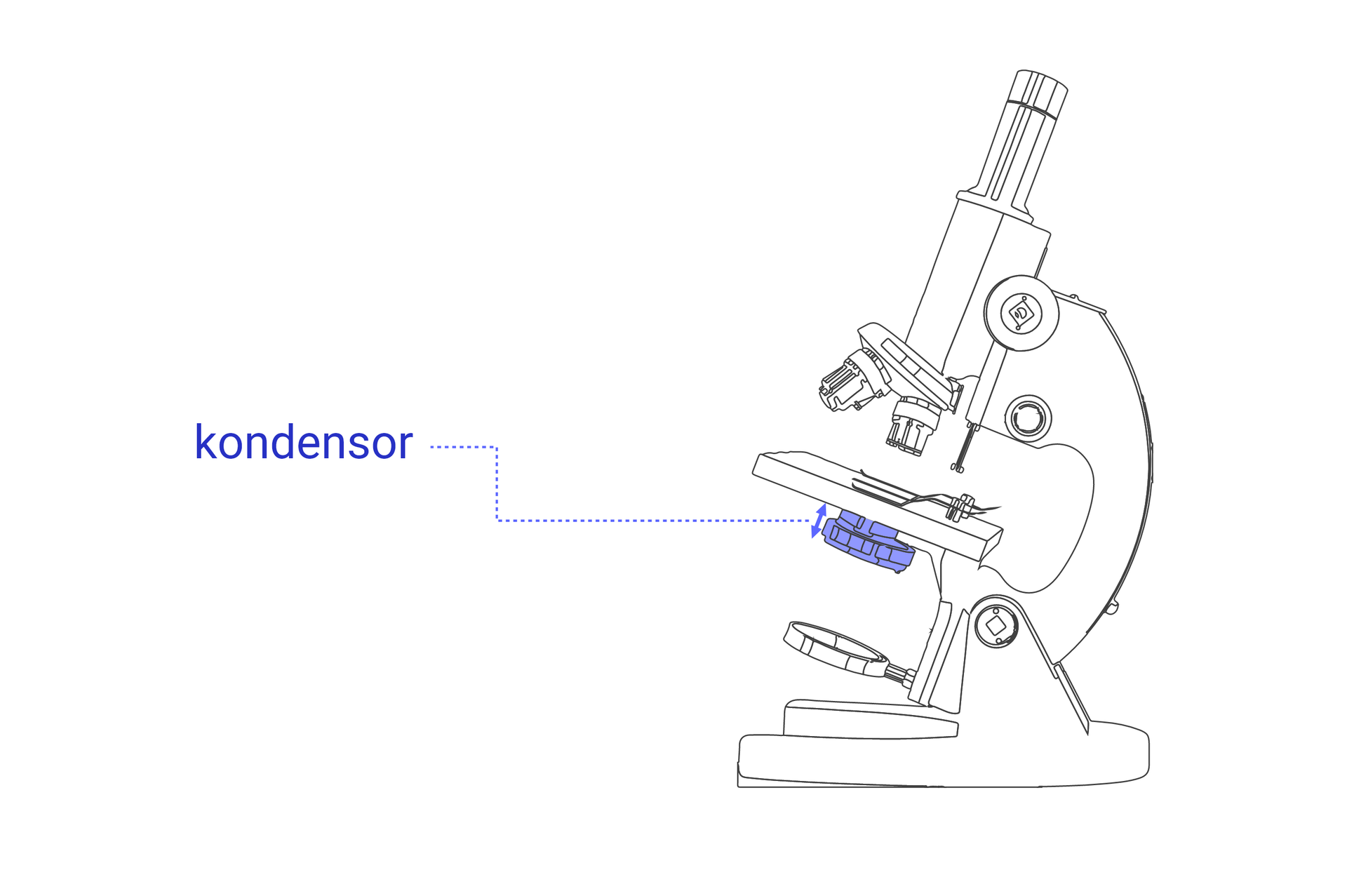 Na grafice zaznaczono na niebiesko, w którym miejscu znajduje się kondensor w mikroskopie. Jest on pod stolikiem do obserwowania próbek.