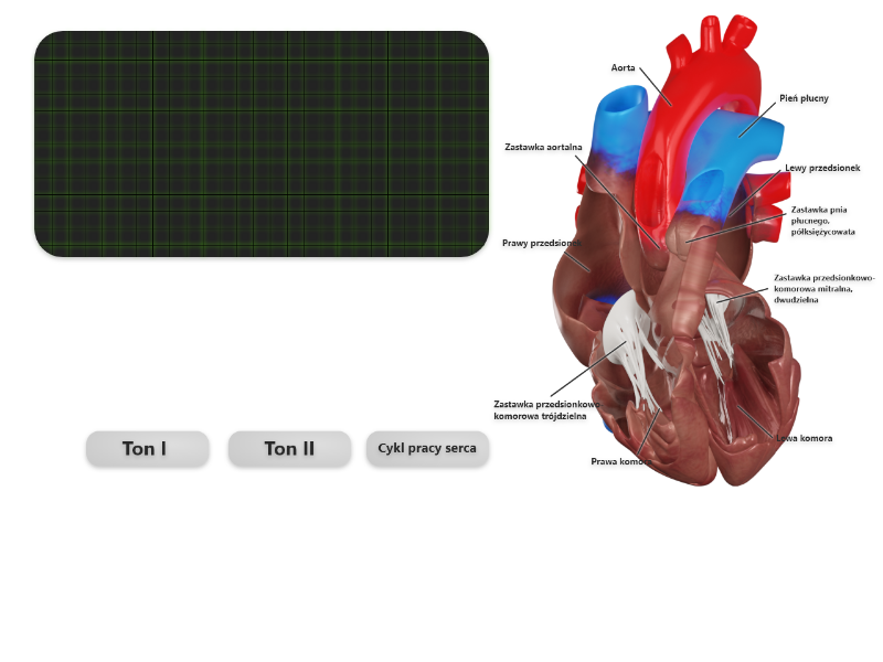 Symulacja przedstawia proces pracy serca oraz powstawania pierwszego oraz drugiego tonu. Ton pierwszy (S1) jest wynikiem zamknięcia zastawek przedsionkowo‑komorowych (lewej - mitralnej, dwudzielnej i prawej - trójdzielnej) po napełnieniu komór krwią z przedsionków we wczesnej fazie skurczu komór. Ich pełny skurcz wyrzuca następnie krew do aorty i pnia płucnego. Ton drugi (S2) jest wynikiem zamknięcia zastawek półksiężycowatych - aortalnej i pnia płucnego - po skurczu komór, gdy ciśnienie w komorach zaczyna spadać. Mięsień sercowy rozkurcza się. Przedstawiony został również zapis elektrokardiograficzny, na którym pierwszy załamek odpowiada pierwszemu tonowi, a drugi - drugiemu.