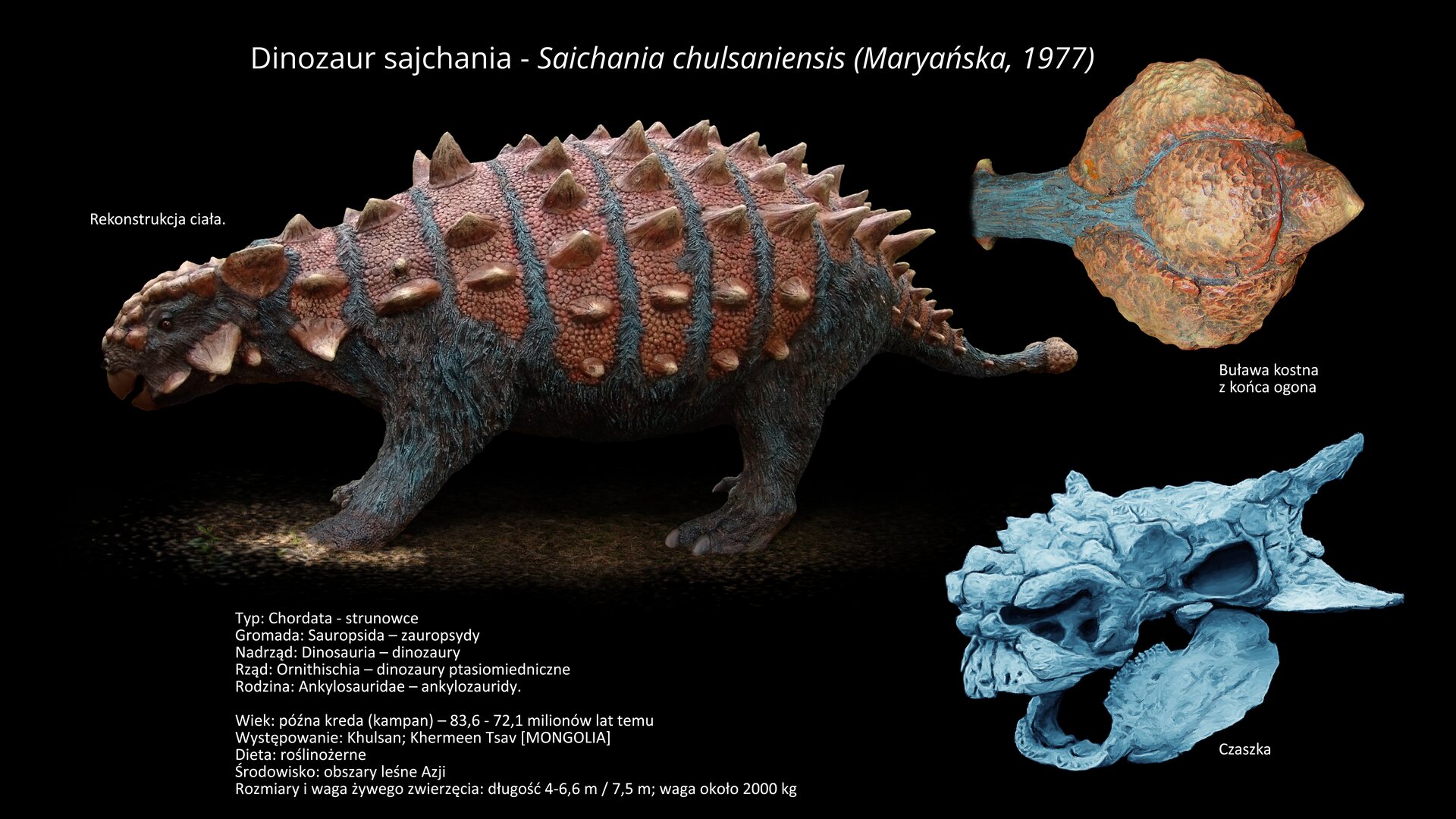 Na ilustracji model dinozaura Saichania. Dinozaur długości od czterech do siedmiu metrów. Na grzbiecie brązowy. Pod spodem szary. Na grzbiecie ma kostny pancerz, a na ogonie – ciężką, kostną buławę. Z prawej strony powiększony model kostnej buławy i model czaszki.