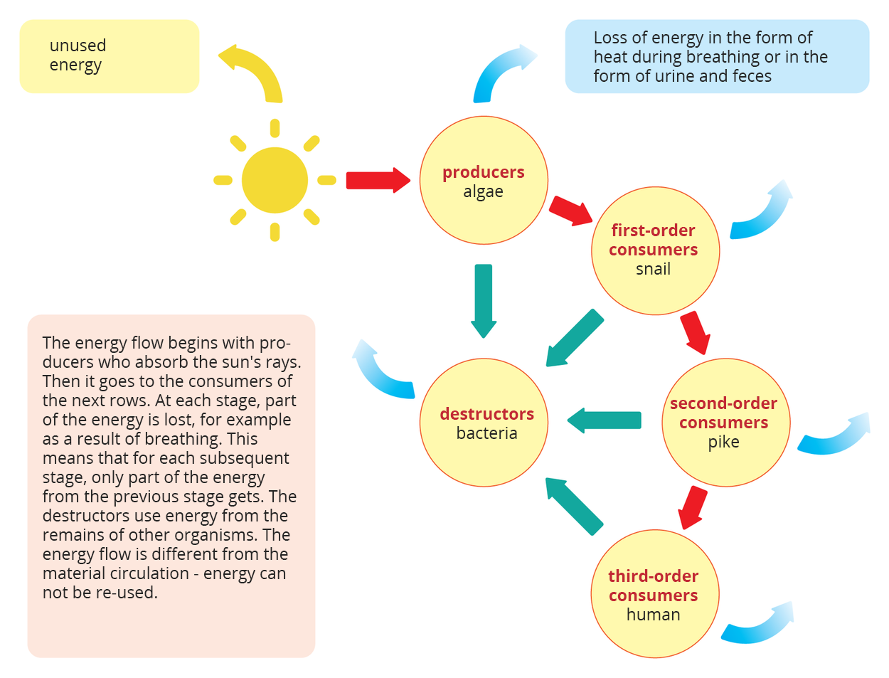 Ilustracja przedstawia schemat przepływu energii przez ekosystem. Schemat składa się z kół i prostokątów z opisami. W lewym górnym rogu rysunek słońca i strzałka w górę z napisem „unused energy”. Od słońca strzałka w prawą stronę do kółka z napisem " producers algae". Od niego niebieska strzałka w górę oznacza utratę energii; podpis: Loss of energy in the form of heat during breathing or in the form of urine and feces. Dalej od kółka z napisem "producers algae" poprowadzo strzałkę "first-order consumers snail". Tu też strzałka w górę oznaczająca utratę energii. Dalej strzałka do następnego koła z napisem „second-order consumers pike". Od niego niebieska strzałka w bok oznaczająca utratę energii, i strzałka do kółka w lewym dolnym rogu z napisem „ third-order consumers human". Od wszystkich kółek strzałki wskazują przekazywanie części energii do kółka z napisem „destructors bacteria”. Od niego strzałka strat energii w górę. Z lewej prostokąt z napisem „The energy flow begins with producers who absorb the sun's rays. Then it goes to the consumers of the next rows. At each stage, part of the energy is lost, for example as a result of breathing. This means that for each subsequent stage, only part of the energy from the previous stage gets. The destructors use energy from the remains of other organisms The energy flow is different from the material circulation - energy can not be re-used.".