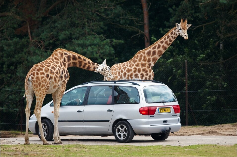 Zdjęcie przedstawia dwie stojące żyrafy i samochód osobowy między nimi. 