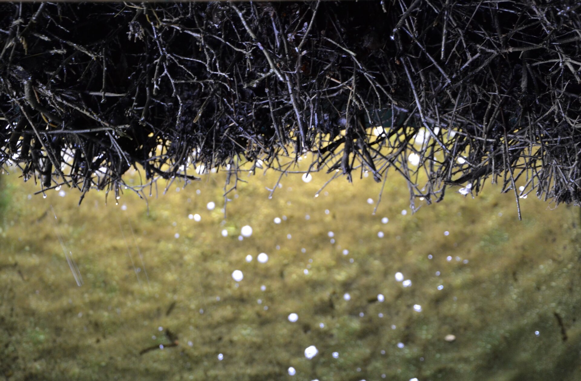 Ilustracja przedstawia duże zbliżenie na fragment tężni. Górna część fotografii to zbite w jednorodną masę krótkie, suche gałązki. Dolna część ilustracji to krople wody różnej wielkości na jednolitym lekko pofałdowanym tle. Krople połyskują w świetle słońca.
