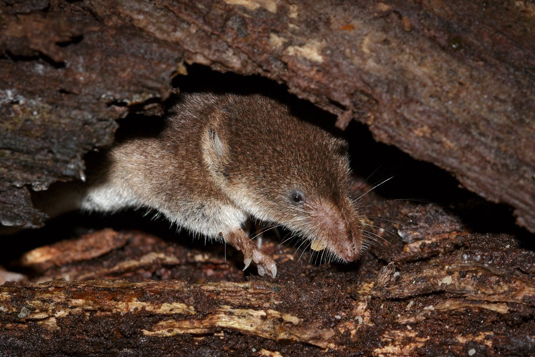 Na planszy widoczna jest jasno‑brązowa Ryjówka w brązowym pniu drzewa. Ma pociągły tułów, walcowaty kształt, delikatne, nieowłosione kończyny oraz nisko osadzoną głowę z pociągłym pyskiem, małymi oczami i różowym nosem.