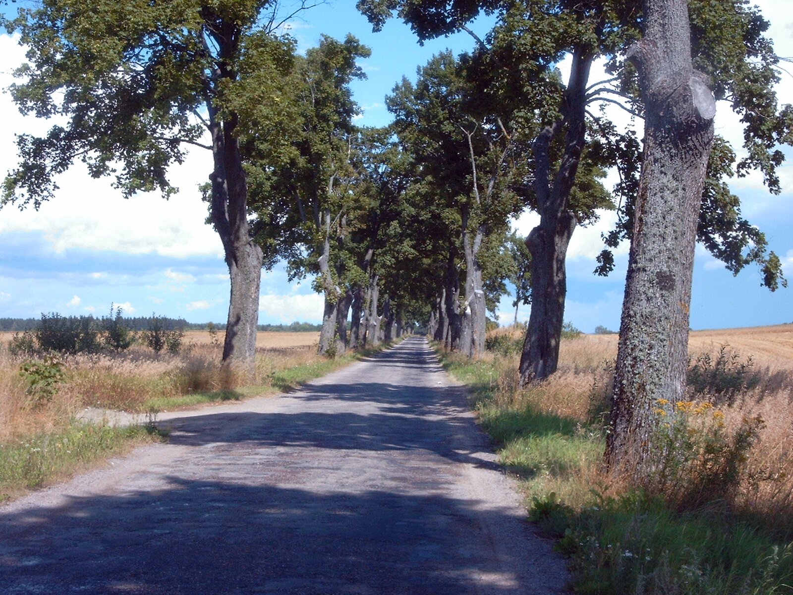 Droga asfaltowa, po bokach długie aleje masywnych drzew liściastych. Dookoła płaski teren pól uprawnych.