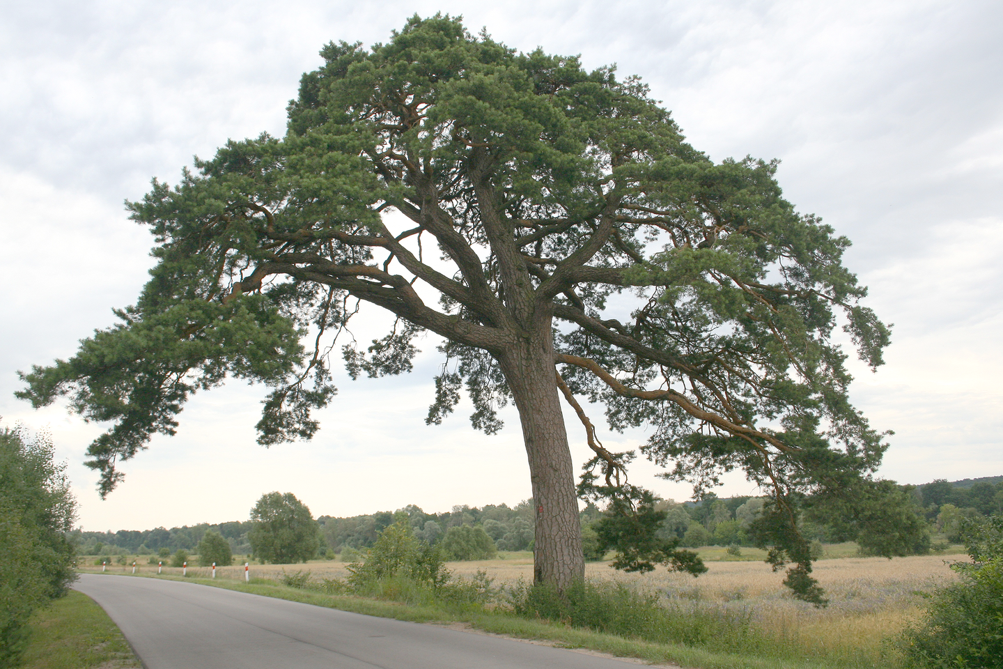 Fotografia przedstawia duże drzewo, rosnące na poboczu przy szosie. Pień jest gruby, lekko wygięty i ma jasno brązową korę. U góry kilka grubych konarów z zielonymi liśćmi w formie igieł na końcach. Obok krzewy, w dali inne drzewa. Ziemia okryta trawami. The photograph shows a large tree growing on the roadside next to the road. The stem is thick, slightly bent and has a light brown bark. At the top a few thick branches with green leaves in the form of needles at the ends. Next to the bushes, in the distance are other trees. Earth covered with grasses.