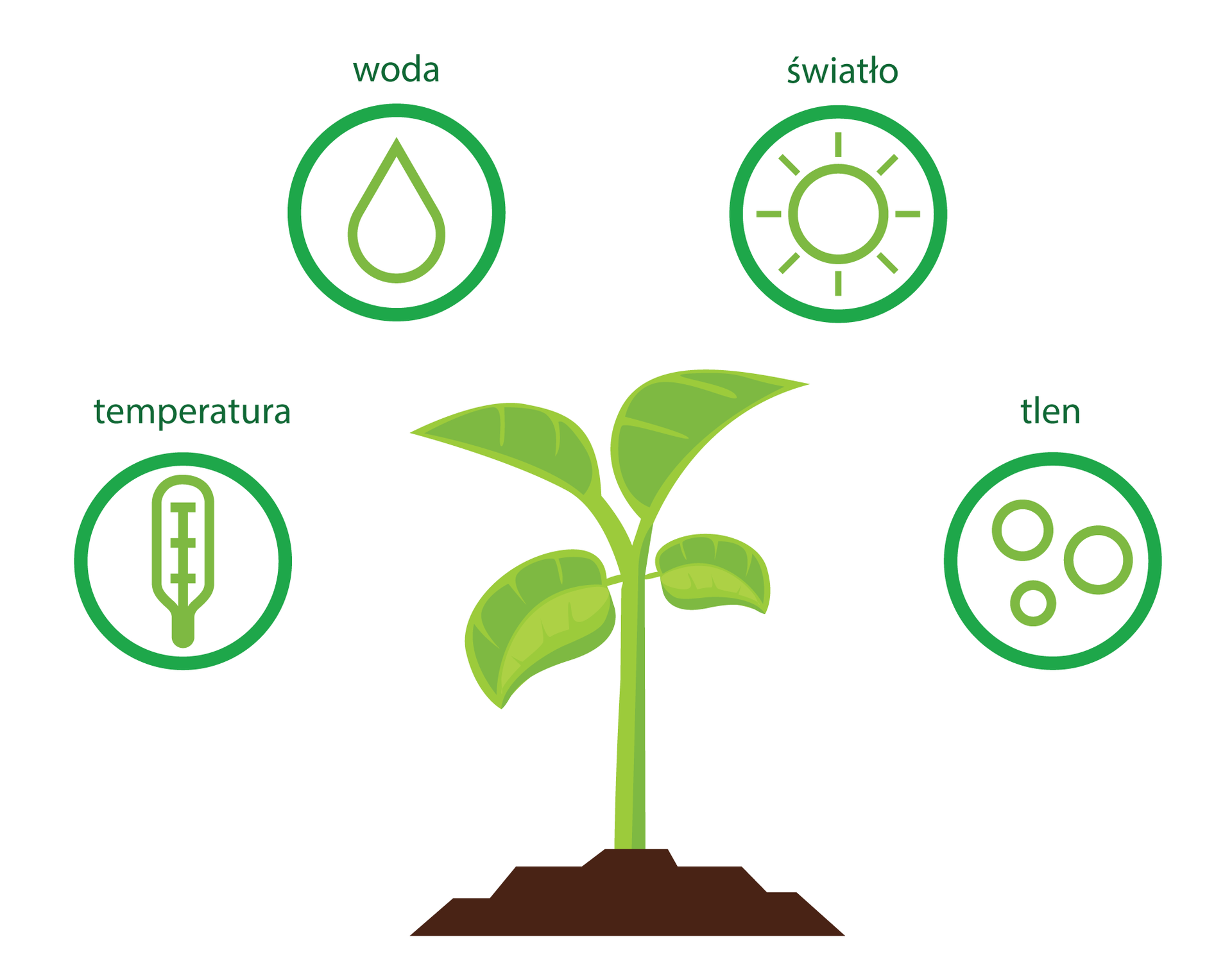 Ilustracja przedstawia centralnie umieszczoną, młodą, jasnozieloną roślinę na brązowej glebie. Wokół niej w czterech zielonych kółkach znajdują się piktogramy, oznaczające czynniki, które mają wpływ na kiełkowanie nasion. Są to: temperatura, woda, światło i tlen.