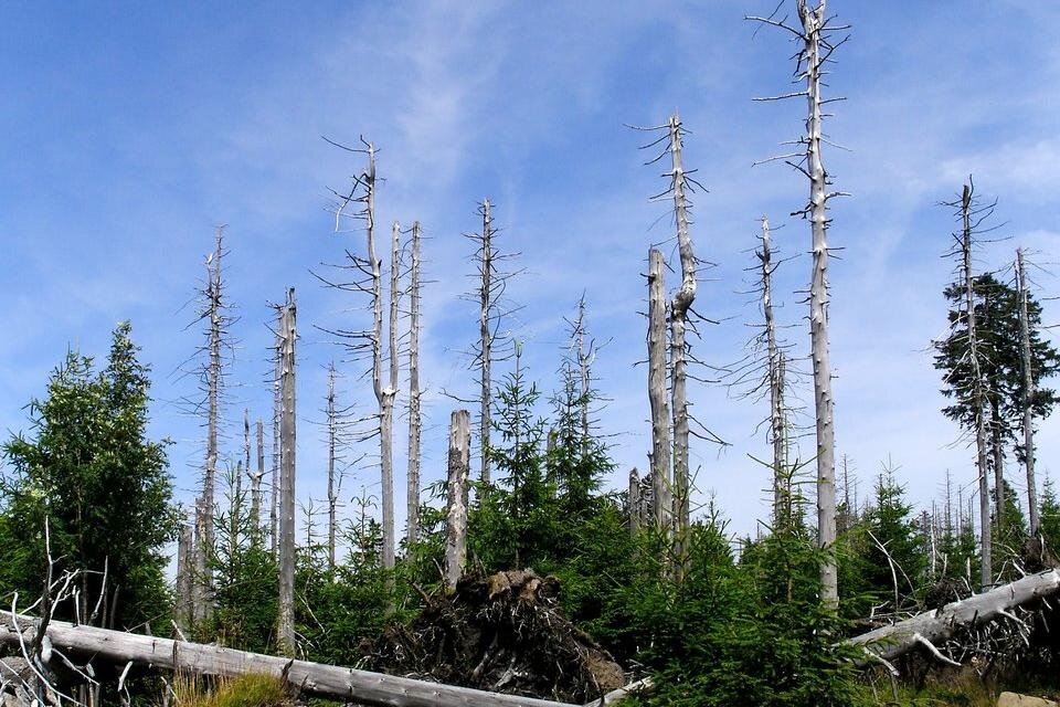 Las zniszczony kwaśnymi opadami. Suche, szare pnie drzew, pozbawione liści stoją otoczone gdzieniegdzie zielonymi jeszcze drzewami.