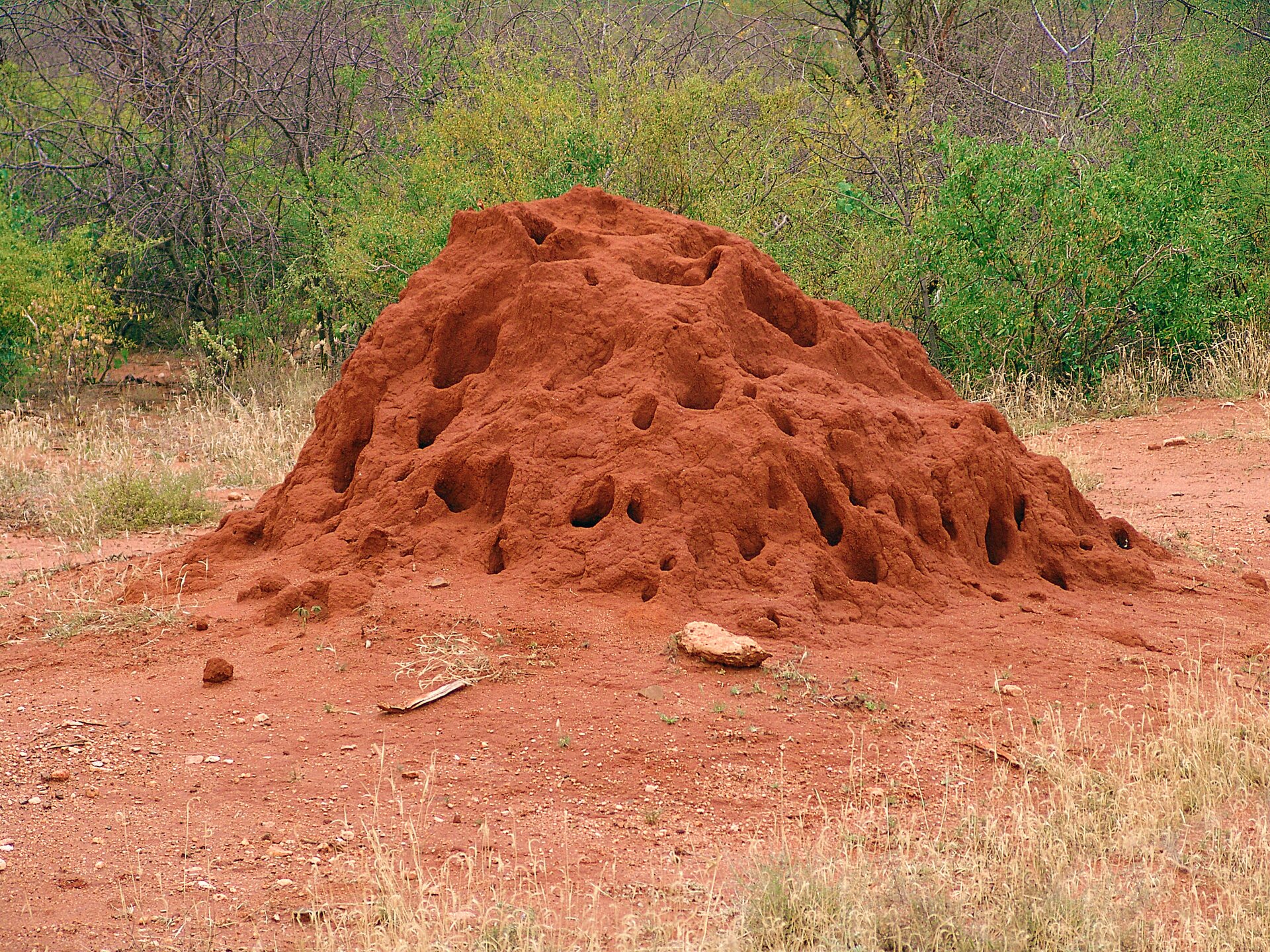 Fotografia przedstawia kopiec termitów o nieregularnym kształcie z otworami. Wznosi się on wysoko ponad rudą ziemię. Ma kolor pomarańczowy, a liczne duże otwory w nim są ciemniejsze. Za termitierą widać zielone krzewy, z przodu sucha trawa. Bilsko kopca nic nie rośnie.
