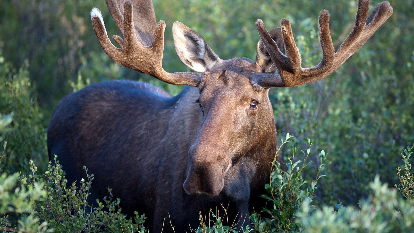Fotografia prezentuje łosia pośród zarośli. Łoś jest jednolitej barwy brązowej, ma duże, rozłożyste, aksamitne poroże. Patrzy i łagodnie spogląda na to, co dzieje się przed nim. Otaczające go krzaki są niewysokie, dokładnie widać jego sylwetkę.