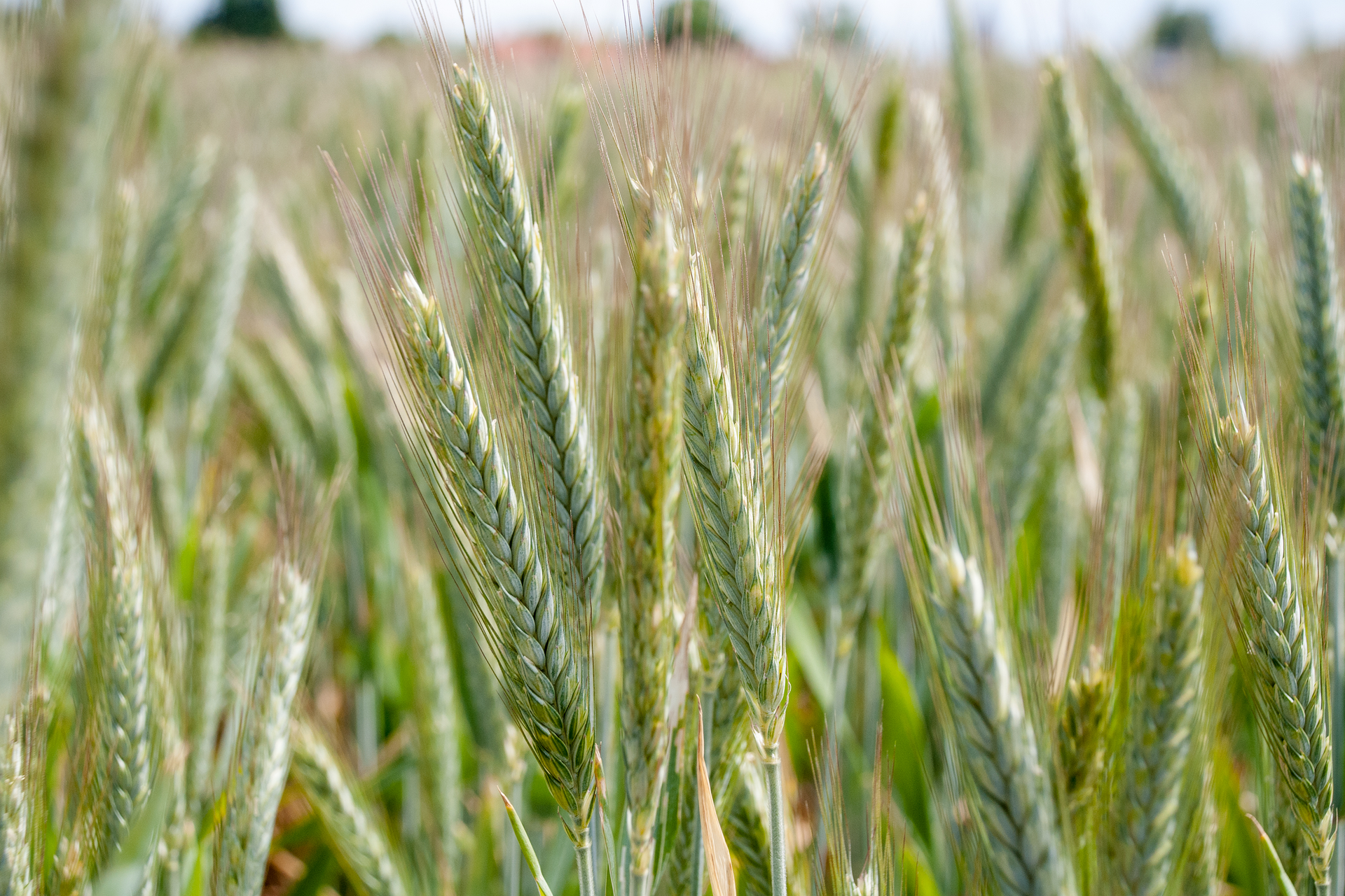 Na zdjęciu widać kłos pszenżyta. Kłos jest długi, a nasiona grube, z długimi ościami. Kłosy są zielonożółte.