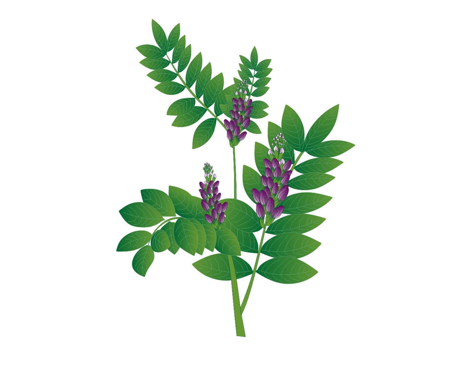 Grafika przedstawiająca lukrecję gładką. Rozgałęziona, podłużna łodyga jest zakończona pęczkami purpurowych kwiatów. Z łodygi na całej długości wyrastają owalne, ostro zakończone liście.