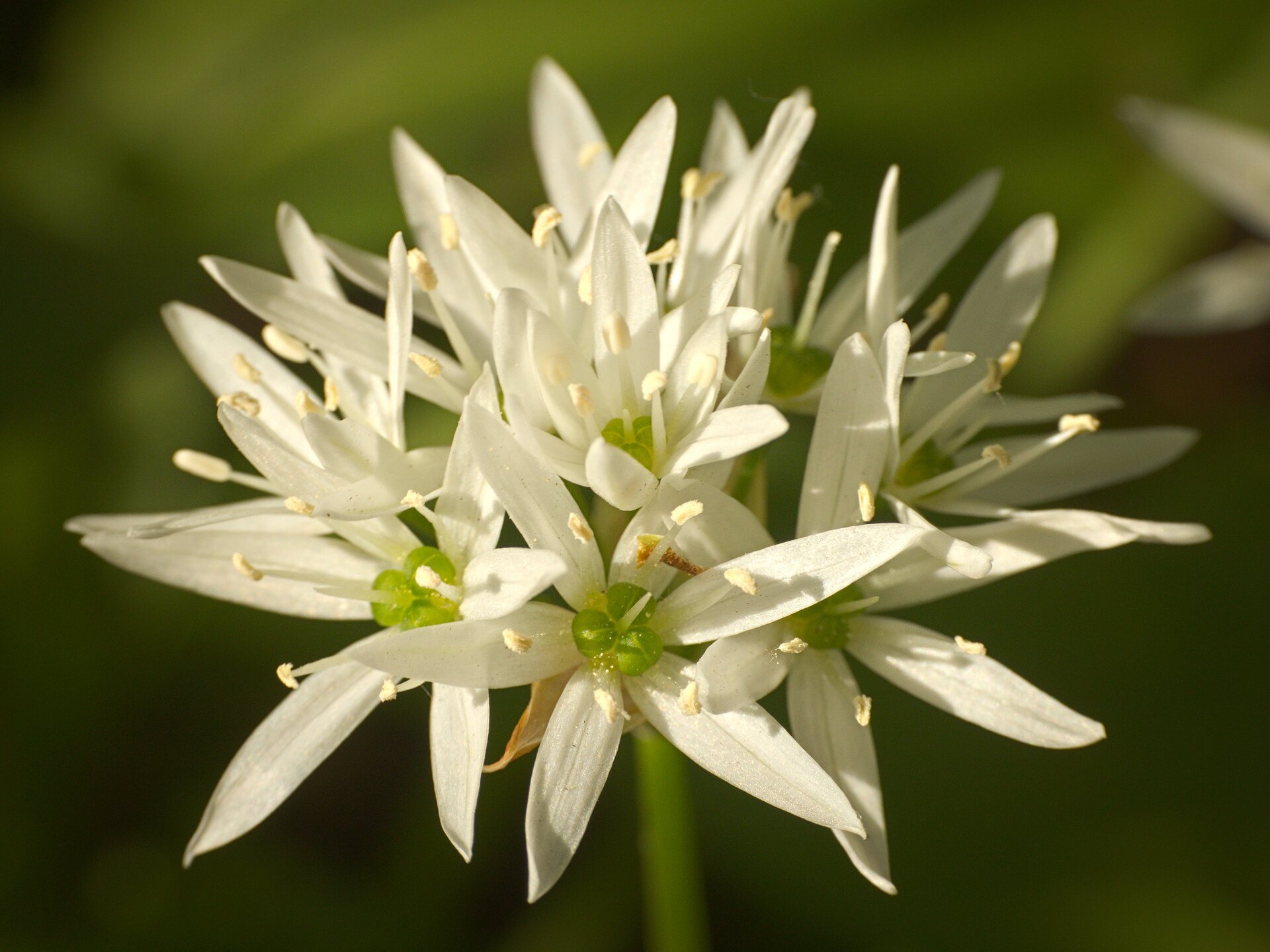 Fotografia przedstawia w zbliżeniu kwiatostan czosnku niedźwiedziego. Białe, gwiaździste kwiaty mają zielone środki.