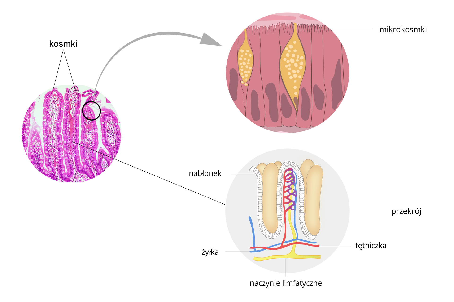 Ilustracja przedstawia obraz mikroskopowy kilku kosmków jelitowych, zabarwionych na fioletowo. Powiększenie u góry przedstawia rysunek fioletowych komórek nabłonka jelitowego z kosmka, przedzielonych żółtymi, nakrapianymi gruczołami. Komórki mają u góry wypustki – mikrokosmki. Rysunek poniżej przedstawia przekrój przez jeden kosmek jelitowy. Wskazano nabłonek, niebieską żyłkę i czerwoną tętniczkę. Pod nimi żółte naczynie limfatyczne.