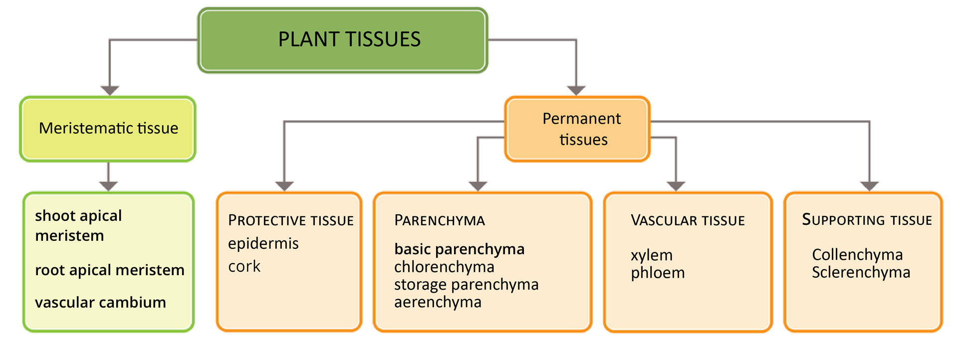 Schemat blokowy przedstawia podział tkanek roślinnych (plant tissues) na dwie główne grupy: tkanki twórcze (meristematic tissues) i tkanki stałe (permanent tissues). 1. Meristematic tissue: shoot apical meristem, root apical meristem, vascular cambium. 2. Permanent tissues: Protective tissue, epidermis, Cork cambium; Parenchyma, prosenchyma, chlorenchyma, storage parenchyma, aerenchyma; Vascular tissue, xylem, phloem; Ground tissue, Collenchyma, Sclerenchyma.